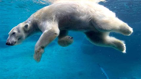 White Polar Bear Swimming Under Water Desktop Wallpaper Hd Free