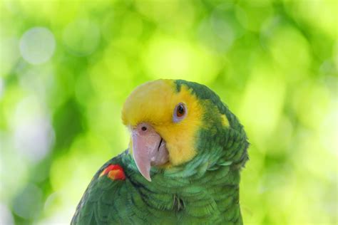 Double Yellow Headed Amazon Parrot — Full Profile History And Care