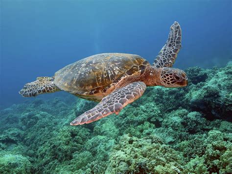 Hawaiian Green Sea Turtle Kona Hawaii By