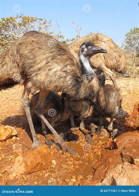 Emus Australia Stock Image Image Of Emus Cleland Nature 65771561