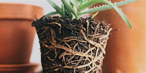 How To Treat Root Rot On Aloe Vera Tips And Tricks Botan