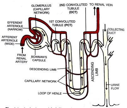 The distal convoluted tubules* (term explain on the page about kidney nephrons). If you want to explain the process of filtration in kidney ...