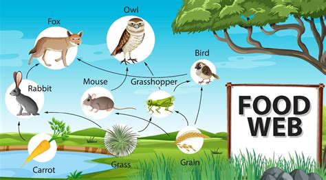 Food Chain Diagram Concept On Forest Background 2046974 Vector Art At