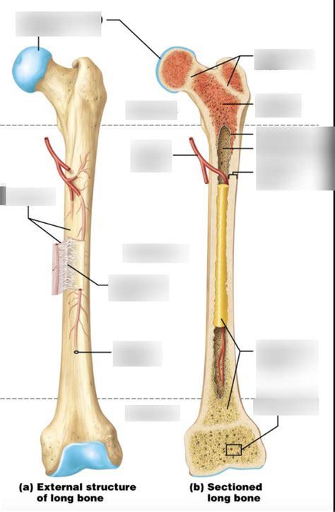 Long bones lengthen substantially as a person grows, and have a growth plate or epiphyseal plate at their ends, where new bone is formed during growth. Quizlet Anatomy Bones