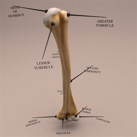 Human anatomy for student nurses. Anatomy Human Arm Bone - 3D Model | Kezan's Portfolio