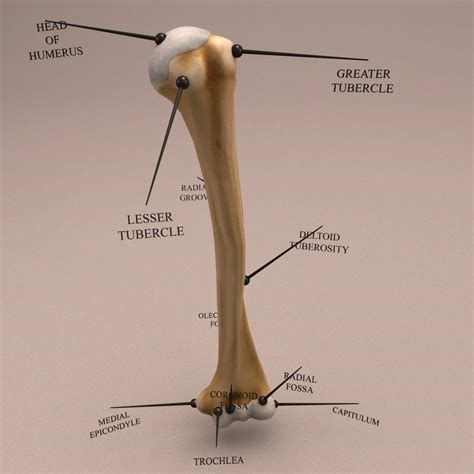 This quiz on human bones is designed to test your knowledge on the location of each individual bone. Anatomy Human Arm Bone - 3D Model - Kezan's Portfolio