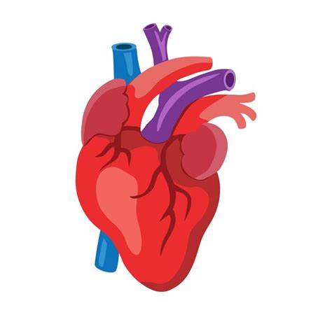 Premium Vector Human Heart Anatomy Vector Illustration