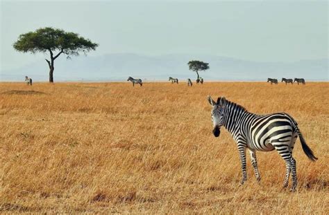 The Best Safari Parks In Kenya Days To Come