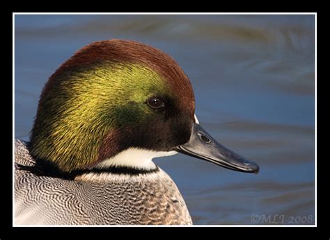 Falcated Teal Profile This One Is Male In Winter Plummage Flickr