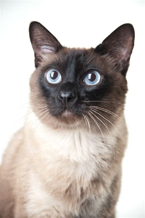 Siamese Cat Looking At The Camera Stock Image Image Of Pedigree