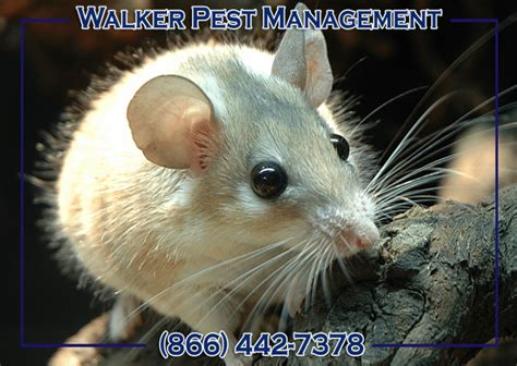 Free shipping and expert advice on a wide range of do it yourself pest control products, pest control supplies, pest control information and more. Pest Tips Archives - Page 2 of 2 - Walker Pest Management