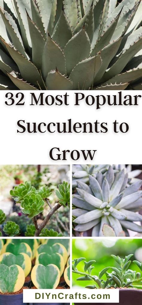 32 Most Popular Succulents To Grow Beginner Friendly Succulents Hogyan Készítsek
