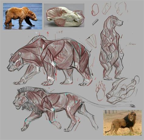 Muscles Animal Drawings Animal Sketches Bear Art