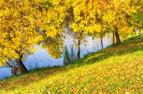Yellowing Autumn Tree Leaves At The Tisza River In Hungary Fall Season
