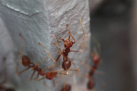 Fire Ant Control Phoenix Az Pest Control Phoenix