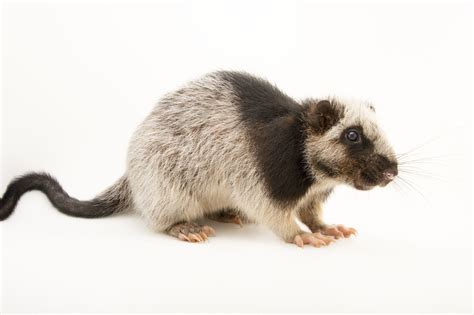 Photo Ark Northern Luzon Giant Cloud Rat The Northern Luzon Giant