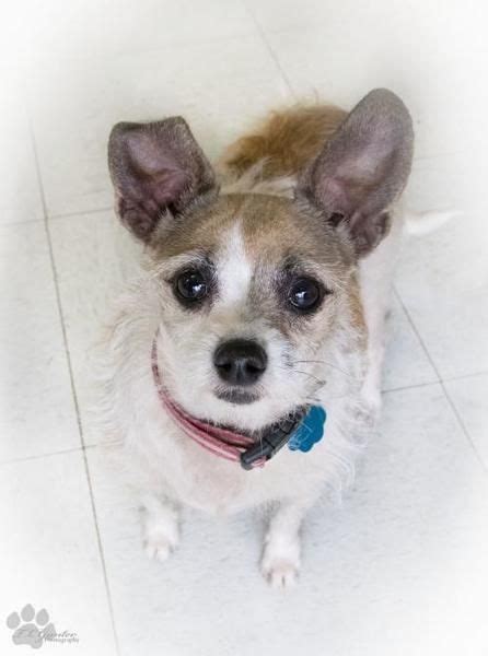 The shih tzu is often referred to as a small lion. Chihuahua, Shih Tzu Dog For Adoption In Yukon | Dog adoption, Chihuahua rescue, Chihuahua