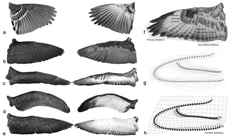 Shape Of Bird Wings Depends On Ancestors More Than Flight Style Jackson School Of Geosciences