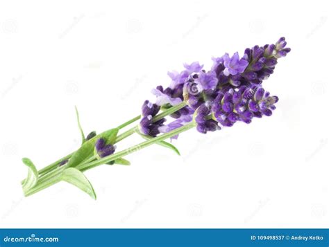 The Aromatherapy Of Lavender Stock Image Image Of Fragrance Fresh