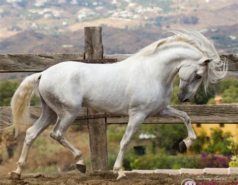 Pin By Teigan Wadstein On A White Horse Horses White Horses