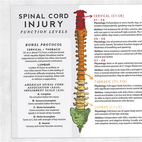 Spinal Cord Injury Function Levels Adult And Pediatric Printable Resources For Speech And