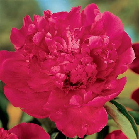 Karl Rosenfield Double Peony K Van Bourgondien