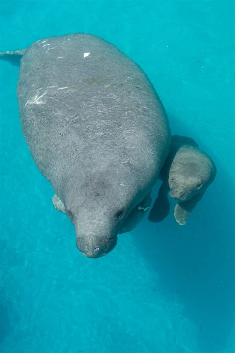 Rescued Manatee Gives Birth To Manatee Calf At Seaworld Orlando On