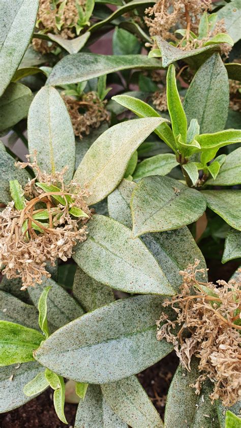 Some of my plants are not looking so good. Skimmia leaves turning white? — BBC Gardeners' World Magazine