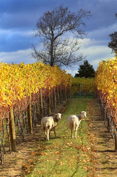 10 Wineries That Show Why Virginia Is For Wine Lovers Napa Wineries