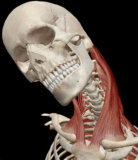 16 bones of the neck cervical vertebrae. Learn Muscle Anatomy: Sternocleidomastoid