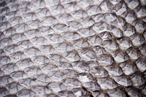 Free Stock Photo Of Dried Fish Scales In 2022 Free Textures Fish