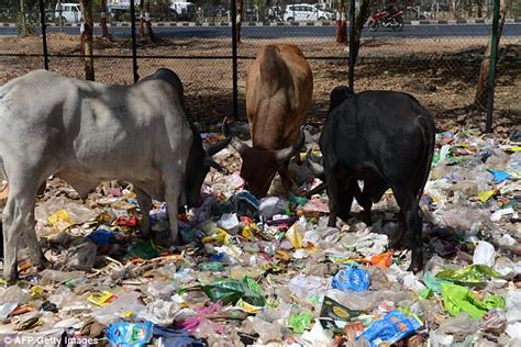 Charity Says That Plastic Bags Are Killing India S Cows Daily Mail Online