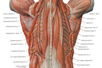 Line diagram of axial section at the level of l3 (a); 7 deep muscles of back anatomy : Biological Science ...