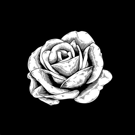 Ecuadorian roses rose varieties preserved roses growing roses farmers flower designs preserves black friday wedding flowers. Rose drawing flower nature vector icon on black background ...
