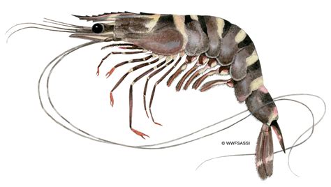 GIANT TIGER PRAWN WWF Seafood Guide