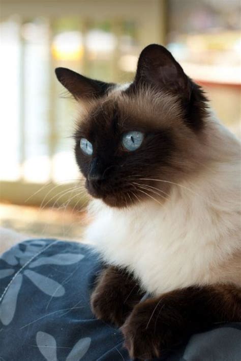 Believe This Is A Balinese Long Haired Siamese Siamesecat Siamese