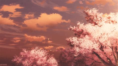 4k  Wallpaper Cherry Blossom ~ Cherry Blossom On Tumblr