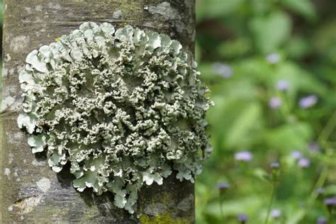 10 Difference Between Moss And Lichen With Pictures Viva Differences