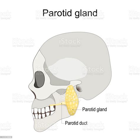 Humans Skull With Salivary Gland And Parotid Duct Stock Illustration