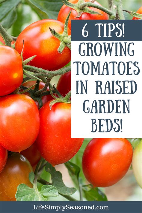 6 Tips Growing Tomatoes In Raised Garden Beds In 2020 Backyard