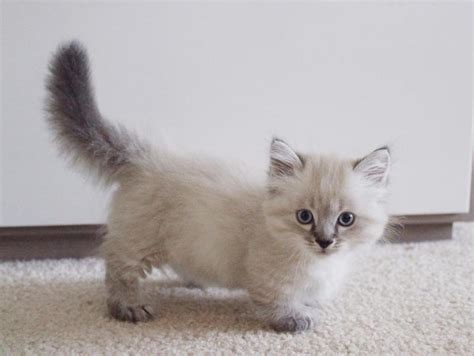 Tabby Lambkin Munchkin Kittens For Sale Adoption From Calgary Alberta
