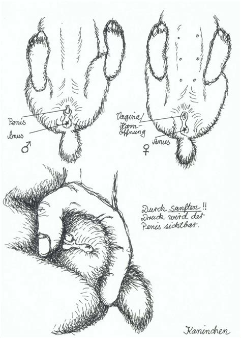 Wie erkennt man das geschlecht beim wellensittich? Zwergwidder Kaninchen NHD - 18) Das Geschlecht von Kaninchen