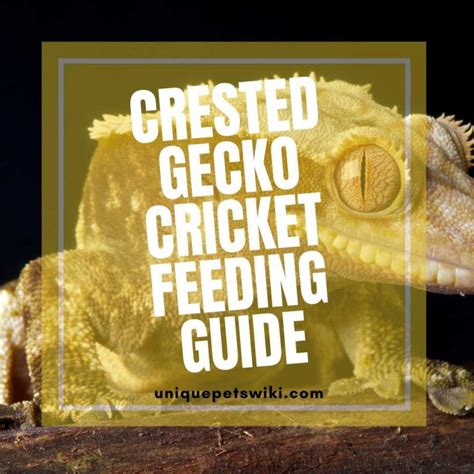 Crested Gecko Cricket Feeding Guide Do It Right