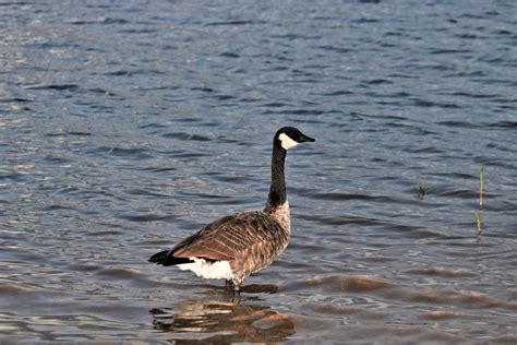 Canada Goose Standing In Lake Free Stock Photo Public Domain Pictures