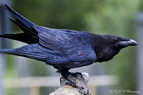 Ravens Raven Bird Raven Crow Bird