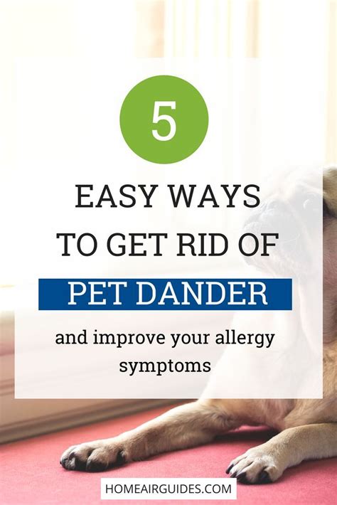 √ Dog Seasonal Allergies Home Remedies Sneezing Jrf