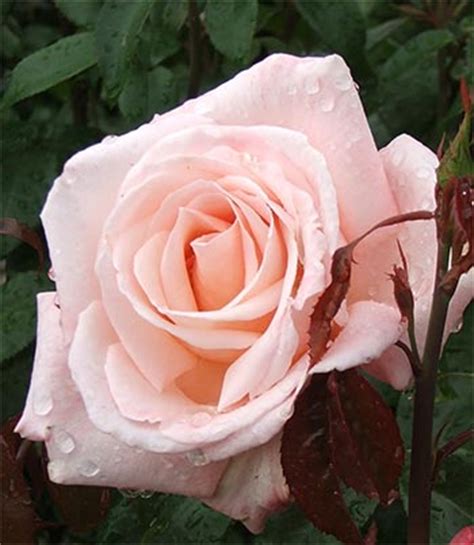 Beekes… see definitions of rose. New Zealand Roses