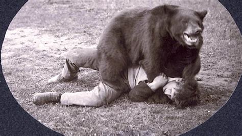 this is history s greatest photo of a bear beating up a man