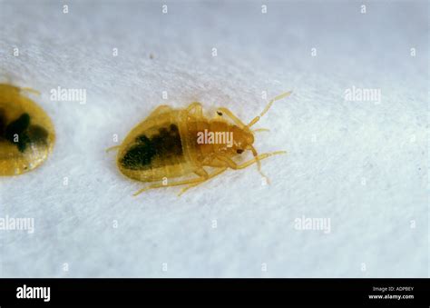 Bed Bug Cimex Lectularius Nymph Stock Photo Alamy