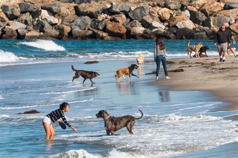 San Diegos 7 Best Dog Beaches